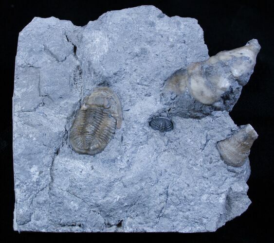 RARE - Dechenella lucasensis Trilobite - Silica Formation #3132